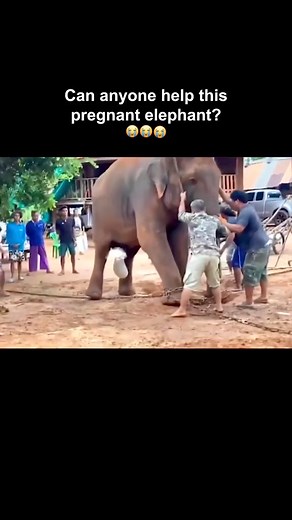 Heartbroken animal rescue moments... #RescuedPAWS #AnimalRescue #SaveAnimals #RescueAnimals #PAWSRescue #FurryFriendsSaved #trendingnow #trendingreels #trendingvideo #relationshipvibes #viralreelsfb #viralvideoreelsfb #viralreels23 #trendingreelsvideo | Survived PAWS