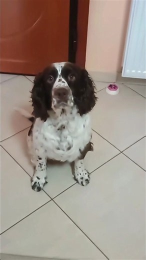 Για τους Άπιστους!Δείτε το #foryou #mydog #springerspaniel