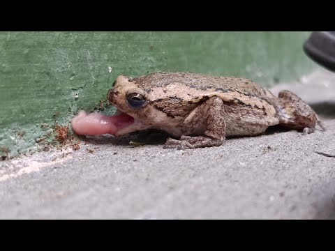 Frog vs 100 ants