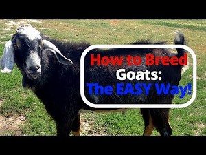 How to Breed Goats: The EASY Way