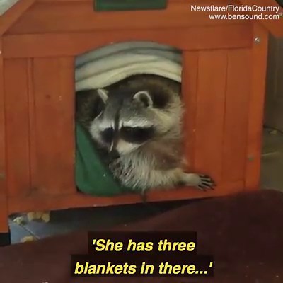 Wait to see how gigantic this raccoon really is! 😱😱 | Daily Mail Video