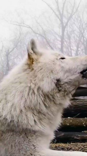 3.2K views · 65 reactions | Lose yourself in the peaceful sounds of nature’s most amazing creatures. ✨ Let these beautiful bird calls and animal sounds remind you how magical the wild truly is.  Relax, listen, and feel the calm of the Animal World.  #animalworld #birdsoftiktok #animalsounds #amazinganimals #wildlife #naturelovers #relaxingsounds #birds #naturevibes #peaceful #soothing #animalplanet #wildlifephotography #naturalbeauty | animal world | Facebook