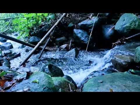 THE MOST RELAXING Jungle Sounds for Sleep and Anxiety Relief