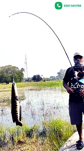 #best light weight rod for snakehead fishing