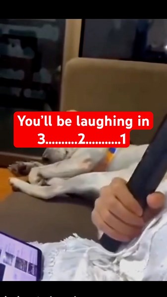 Funniest Dog Reactions Caught on Camera!