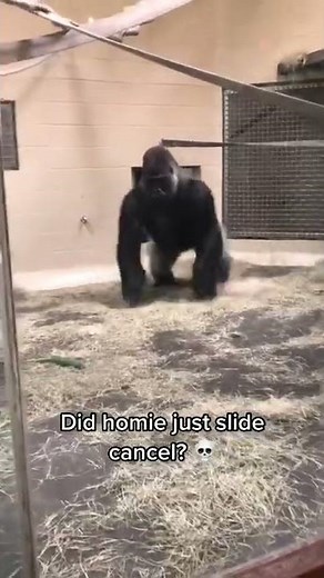 Gorilla really slid like that. 💀💀 #shorts
