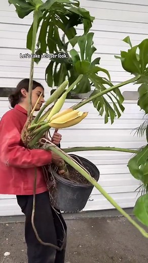 Giant Monstera in Bloom - Amazing Flowering Plant Showcase