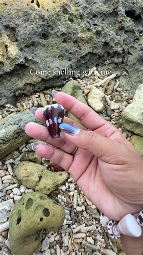 Beach Shelling Guide: How to Find and Identify Seashells