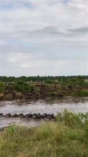 11K views · 169 reactions | 10 days wildebeest Kenya  and gorilla...