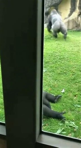 Jealous Gorilla Ruins Romantic Moment 🦍😂 #Shorts