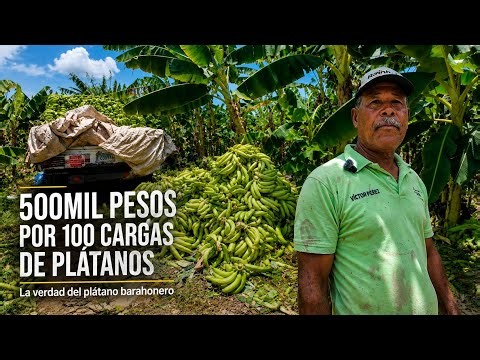I entered a 100-tarea plantain farm and was amazed by the harvest