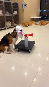 Extreme ANIMAL FEAR! 🤯 Chucky Dog's Balloon Prank | Gail Lilly