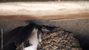 Slow motion shot of common house martin chicks nesting, and being fed insects in the eaves of a UK property.