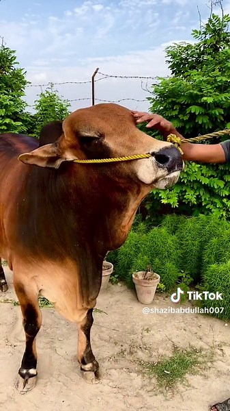 #Bantu Bull Of Good Luck Cattle #Qurbani
