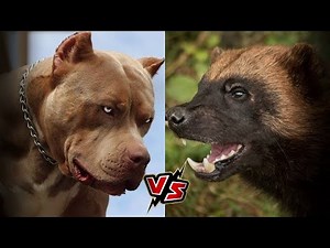 PIT BULL vs WOLVERINE WHO IS STRONGER a fighting dog or a wild animal