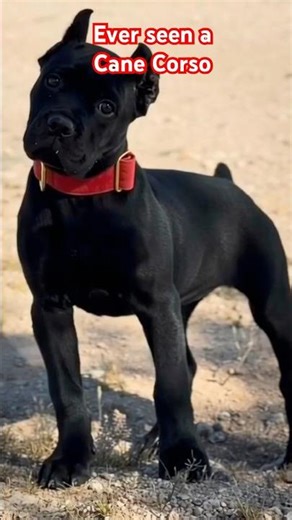 Powerful Italian mastiff breed Puppy song credit to papaoutai Afro soul chill77