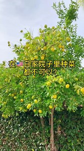 前院是给美国路人看的 如果种菜影响美观 影响整个小区房价就可能被罚款