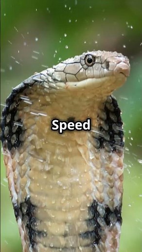 Top 10 Deadliest Animals in the World!