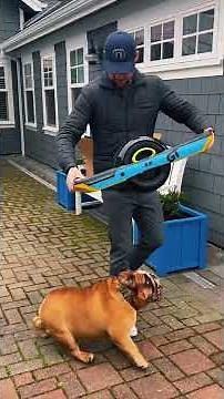 Chowder the skateboarding bulldog gets a OneWheel