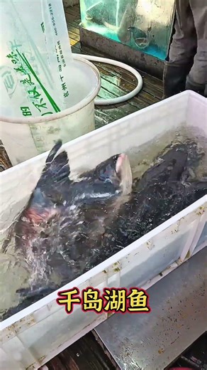 Live Fish Delivery from Qiandao Lake 🚚✈️ Fresh Organic Bighead Carp! #Shorts