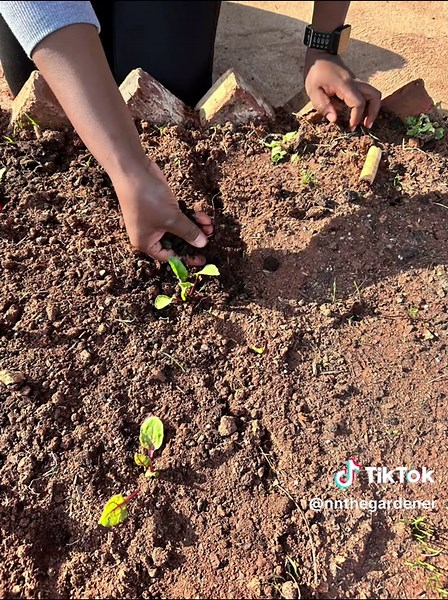 NNtheGardener on TikTok