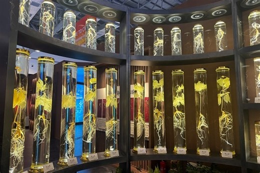 Changchun expo elevates global health and ginseng industry