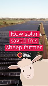 83K views · 1.8K reactions | Ewe might not believe it but solar is a woolly good option for farmers of all sheeps and sizes!   Meet Farmer Tom, whose 56,000 solar panels provided shade and green grass for his sheep during the drought. #solar #renewables #solarandfarmers | The Climate Council | Facebook