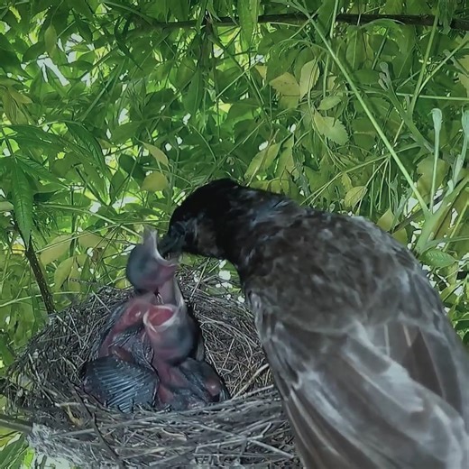 Bulbul is feeding her babies and cleaning as well | Review Bird Nest