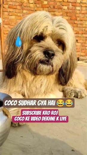 Lhasa apso dog CoCo youtube video #youtubeshorts #love #ekmotahathighumechala #funny #pets #youtube