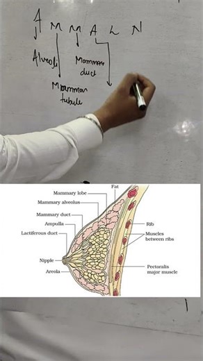 flow of milk in mammary glands #biology #education
