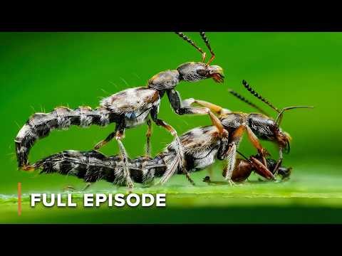 Death by Thirst vs Drowning | Secrets of Wild Australia 106+107