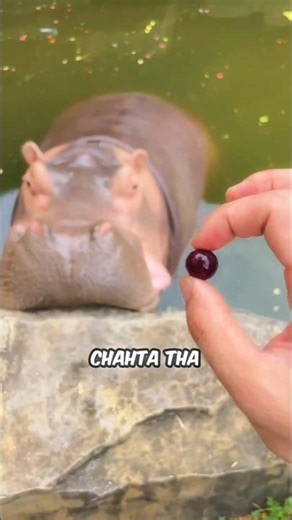 THE HIPPO WHO ONLY LOVED BIG TREATS