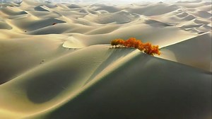 Trees of populus euphratica, commonly known as desert poplar, in the majestic Taklimakan Desert in Xinjiang, NW China. The cameraman captured the stunning scenery in the four seasons. Credit to djz6020779 on Douyin #wonderlandchina #wonderfulChina #amazingChina #WowChina #BeautifulChina #populuseuphratica #TaklimakanDesert #Xinjiang | romanticplus | Facebook