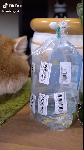 Видео с рыбками для котов 🐠