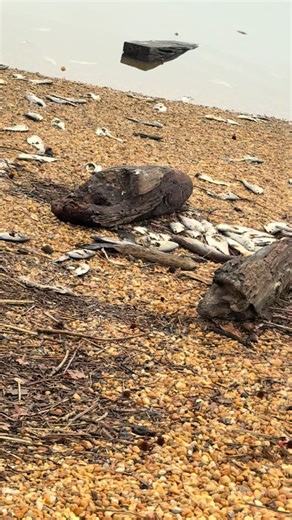 Potomac River Fishing Experience: A Local's Guide