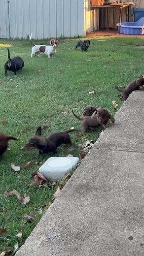 11 reactions | Babies are 7 weeks today - so they have been enjoying some adventure and social time outside with dad, mum and their extended sausage family   I have: 2 dark chocolate  1 dark chocolate 勺 2 lighter chocolate 冀 | Dmc Stumpy Tail Cattle Dogs & Miniature Dachshunds | Facebook