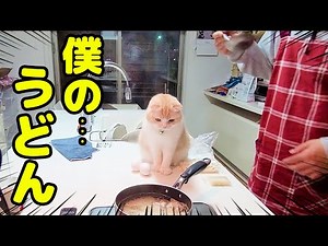 まったり子猫と肉うどんを作ってたら…笑