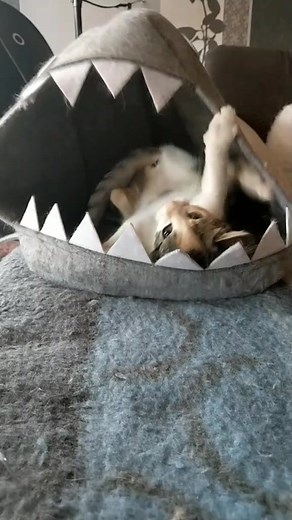 Adorable Potato Cat Videos That Will Melt Your Heart