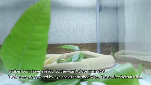 Fascinating Animal Facts - Eps 02