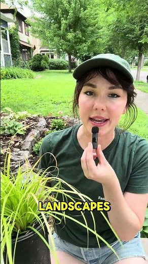 Carex Sedge | Fast Growing Trees #shadegarden #gardenideas