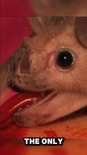 Vampire Bats Drink Only Blood