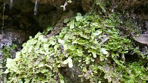 Liverwort primitive plant with water slowly dripping off of leaves
