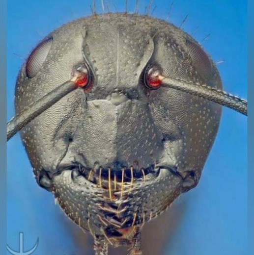 FACE of an ANT seen Through MICROSCOPE. #RealFact