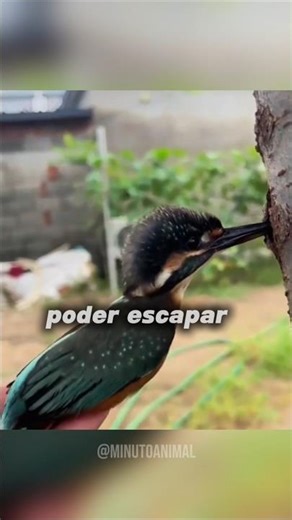 Atrapado por su propio pico! #curiosidades #datoscuriosos