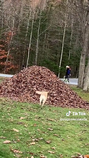 Stellas Best Leaf Jumps Part 1 🍂🍁 #stellasleafpiles #dontstopbeleafin #keepbeingyou #dognamedstella #dogsofmaine #dogsoftiktok #dogtok