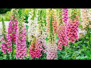 11 of the Best Foxglove Varieties for Your Garden