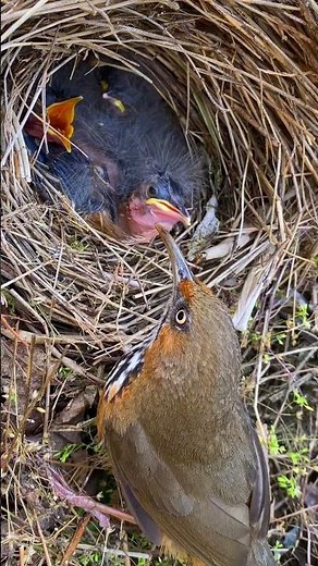 A mother’s love — feeding her hungry chicks yellow worms 🐣💛 #BirdsRealShot