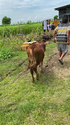 Mendarat dengan selamat jiiii#kajipedet #bakolsapi #blantikmudapunyacerita #juraganmuda #fypage