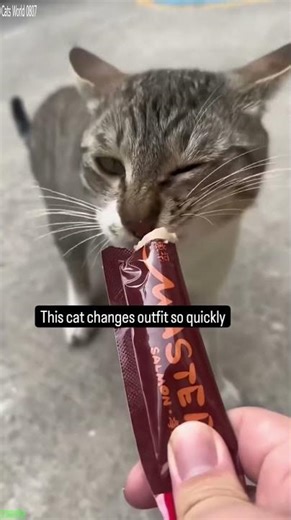 Funny Cats 2024 🐱 kitten meowing call 🐈‍⬛ # #4102