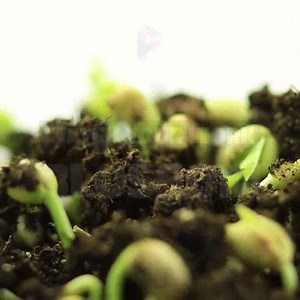 112 reactions · 11 shares | The best way to grow your business online is with beautiful videos. We're rooting for you  | Promo.com | Facebook